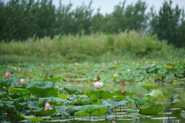 泗洪洪澤湖濕地公園旅游最佳時間