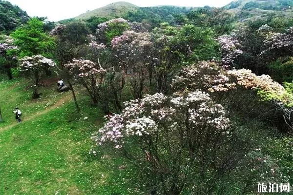 羅定八排山杜鵑花花期