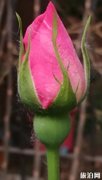 北京國(guó)際鮮花港游玩攻略 鮮花港游記