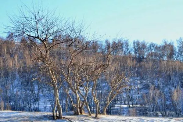 康樂縣白樺林冰雪世界免費(fèi)到什么時候?日常門票價格介紹