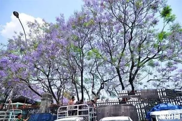 尼泊爾加德滿都街頭藍(lán)花楹好看嗎 尼泊爾賞藍(lán)櫻花的地方