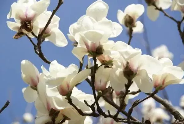 北京哪里有看玉蘭花的地方 哪里玉蘭花多